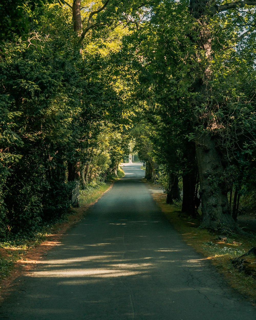 gray concrete road between green trees during daytime