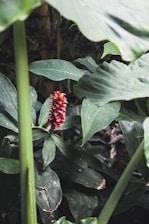 A vibrant magenta background with lush Paraná rainforest trees like palo rosa, palmitos, and yerba mate plants surrounding a traditional mate cup.