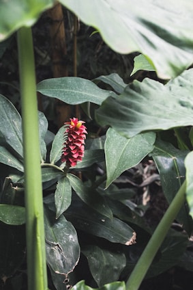 A vibrant magenta background with lush Paraná rainforest trees like palo rosa, palmitos, and yerba mate plants surrounding a traditional mate cup.