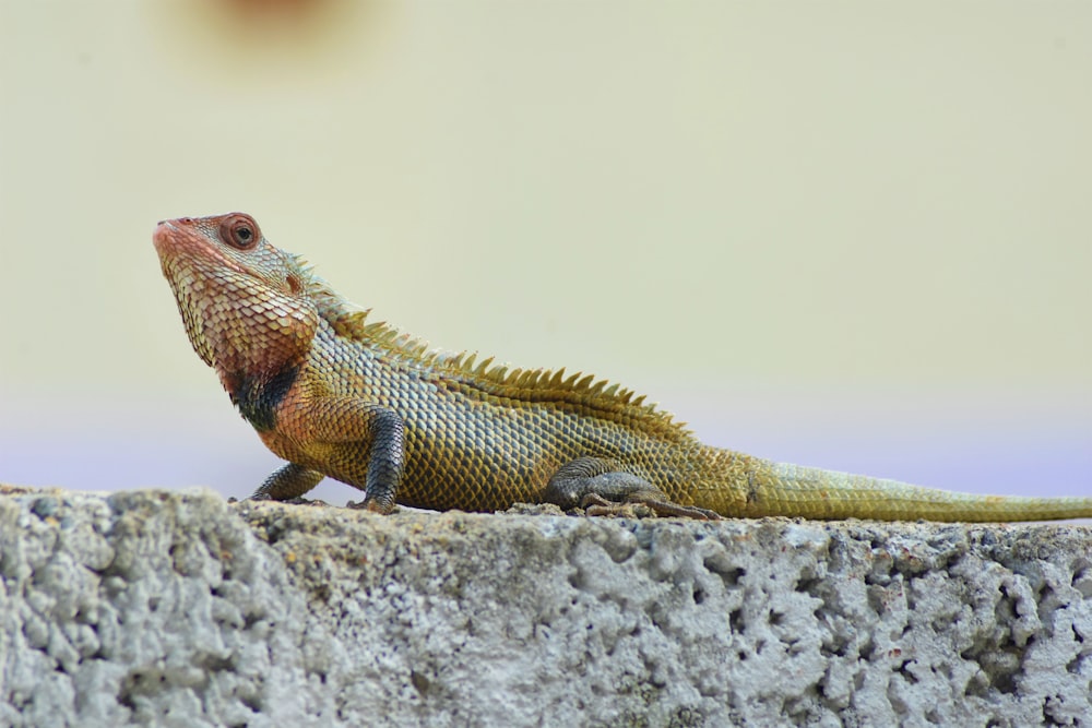 brown and black bearded dragon on gray rock