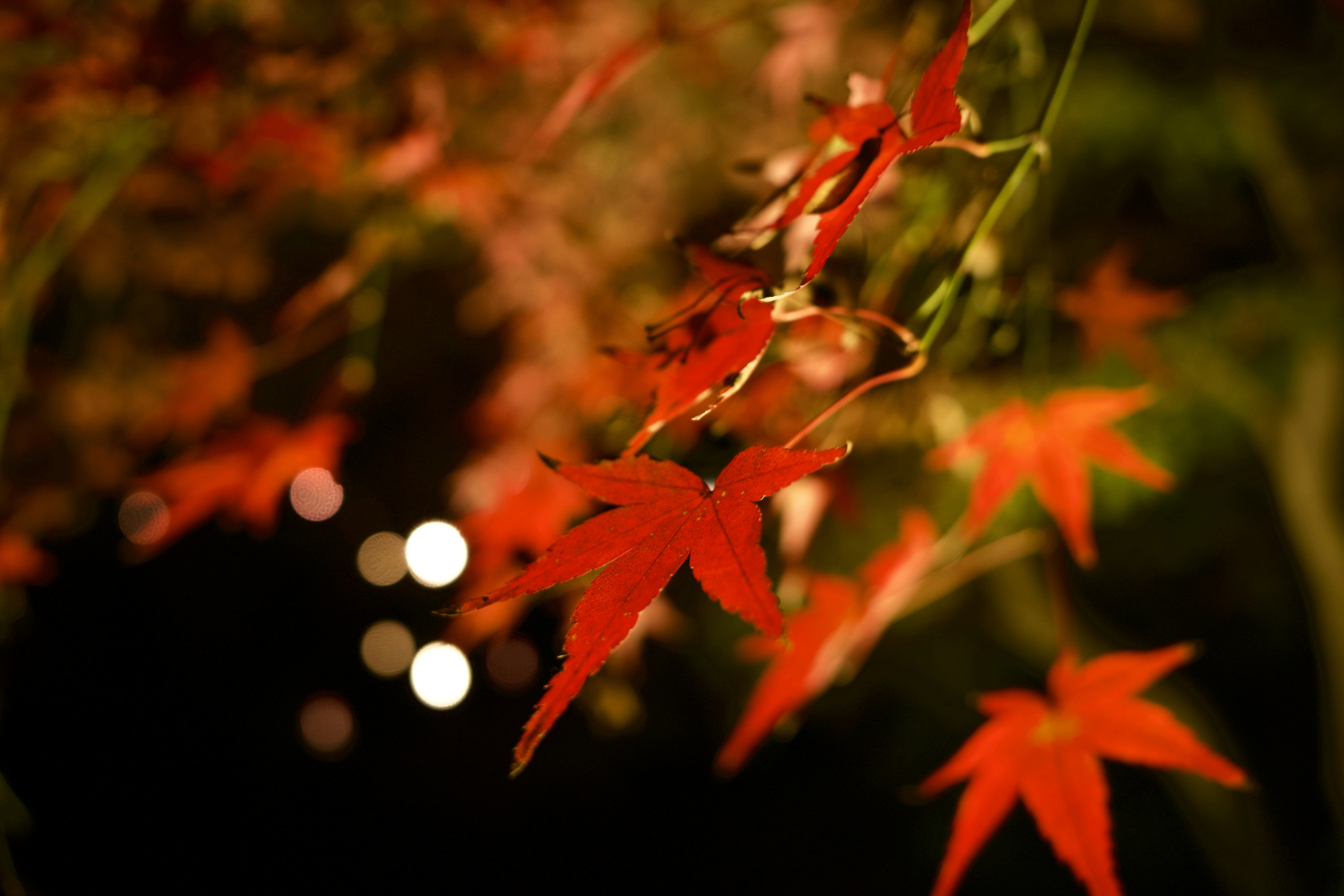 Hoja de arce rojo en fotografía bokeh