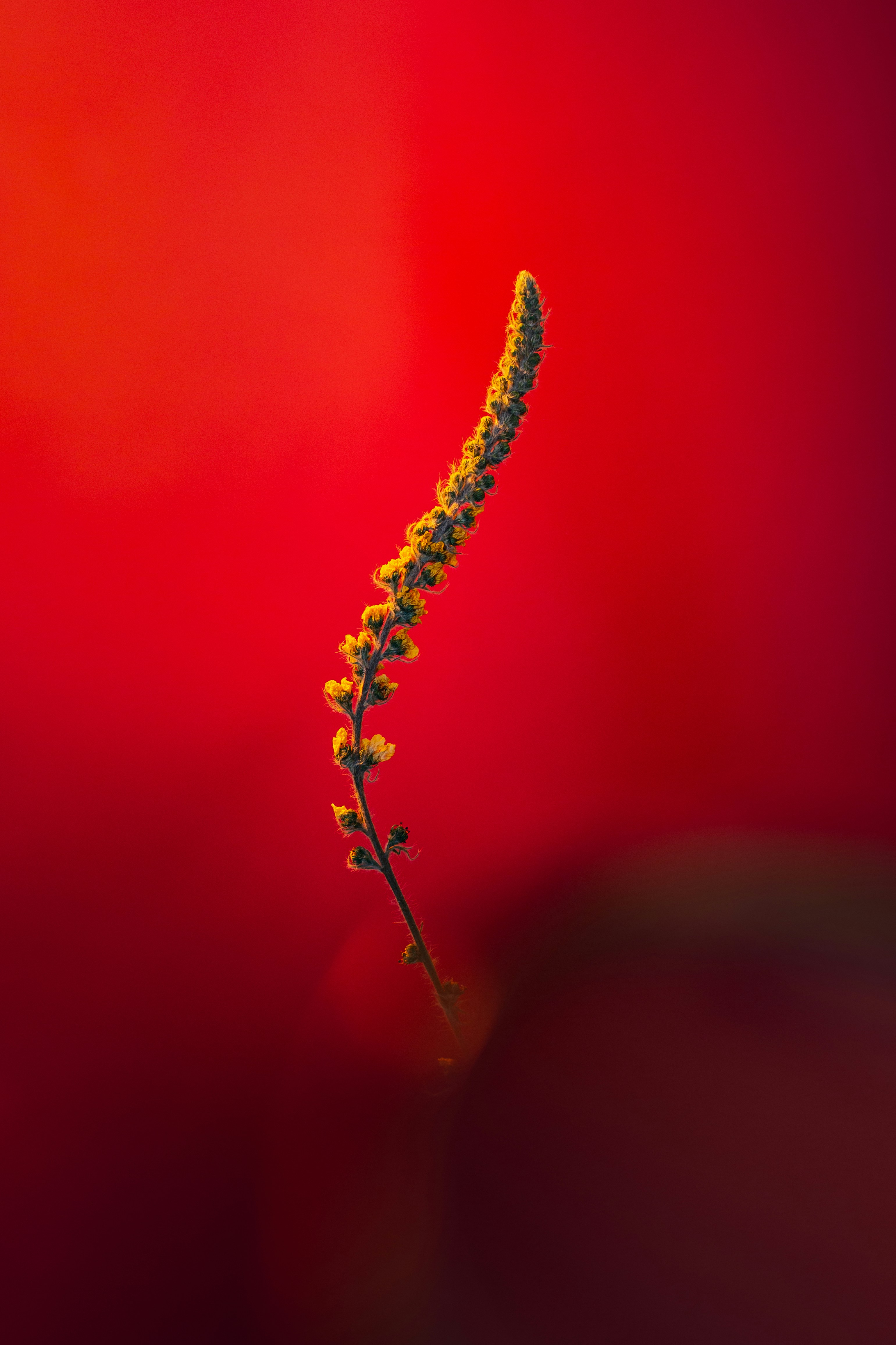 yellow and red smoke in close up photography
