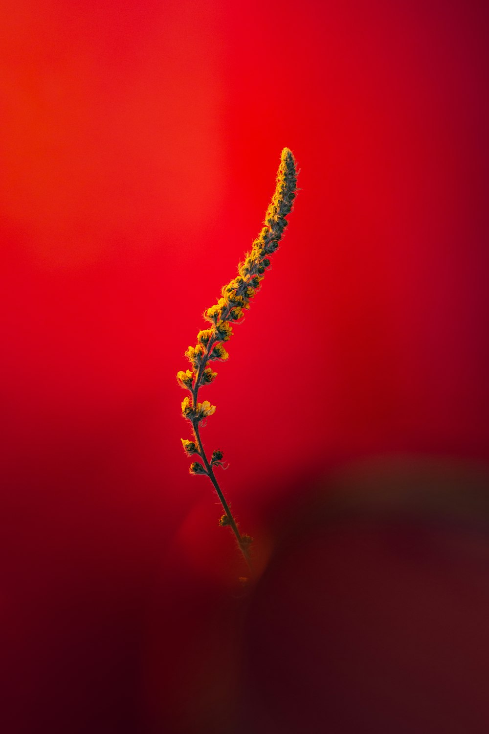 yellow and red smoke in close up photography