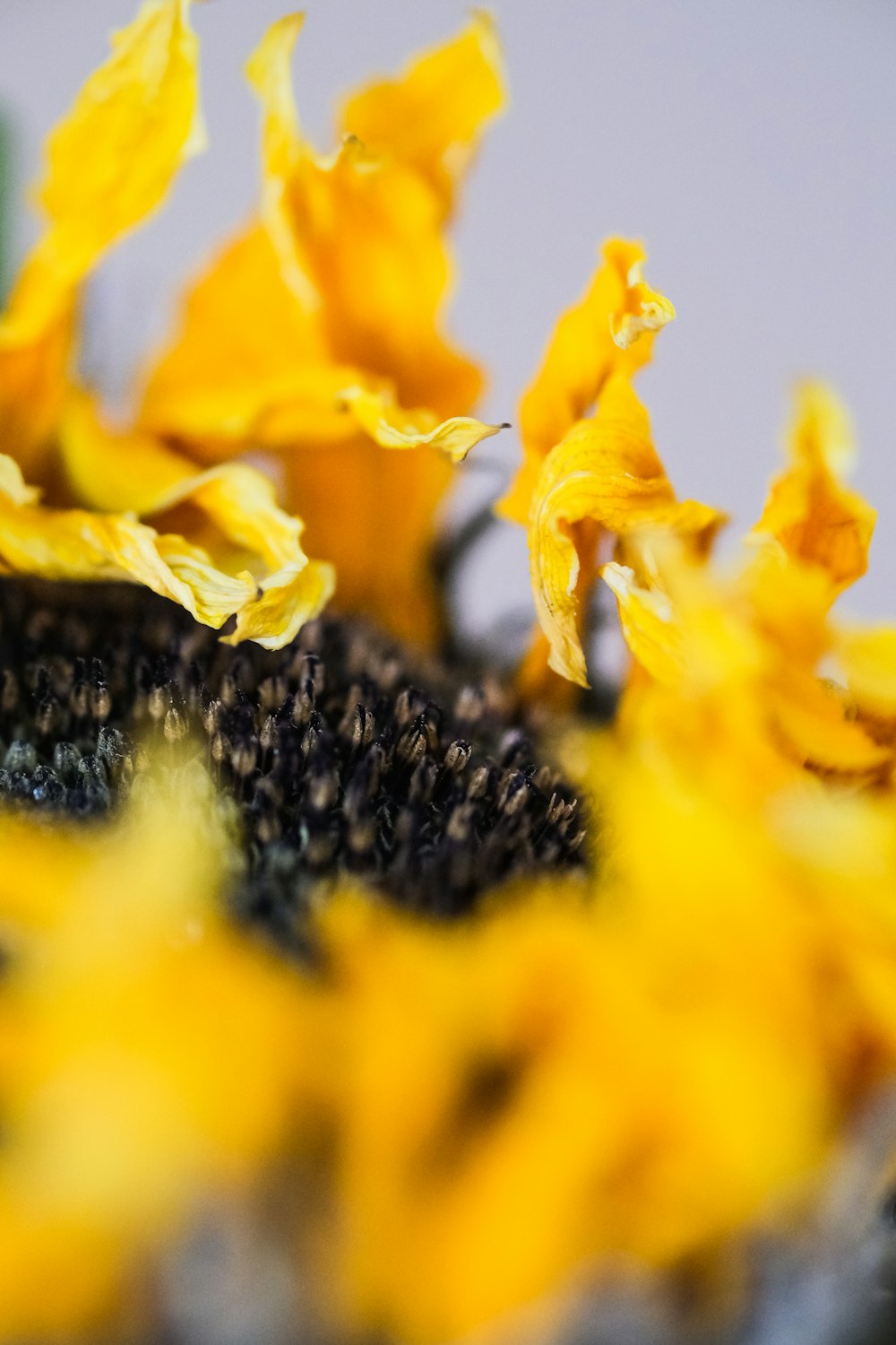 yellow flower in macro lens