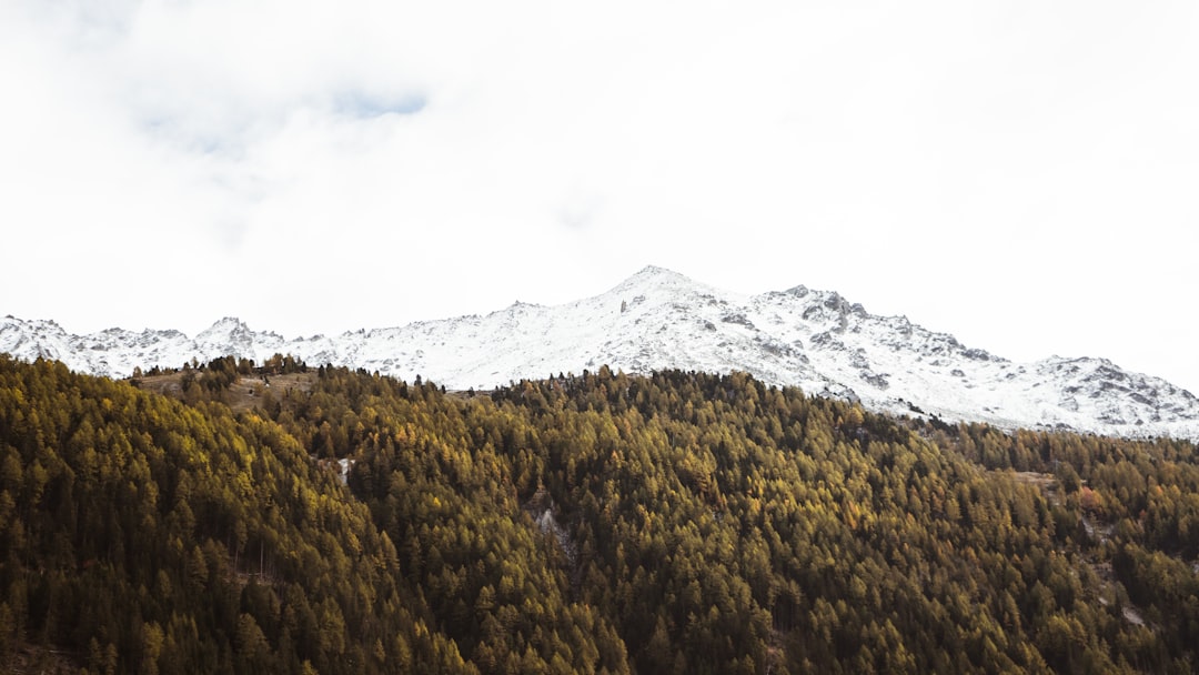 green trees on mountain under white sky during daytime