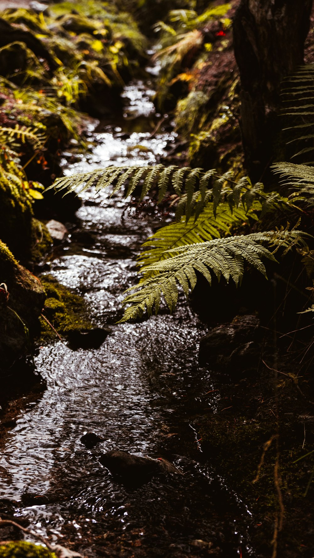 green fern plant on river