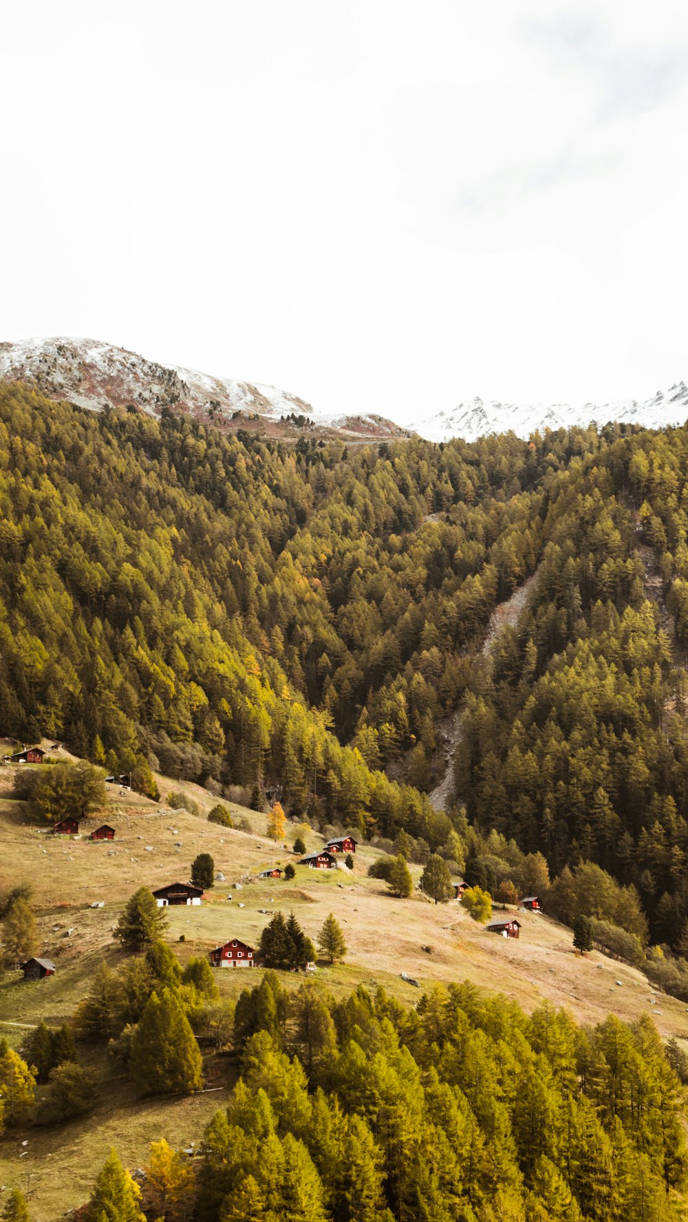 green trees on mountain during daytime