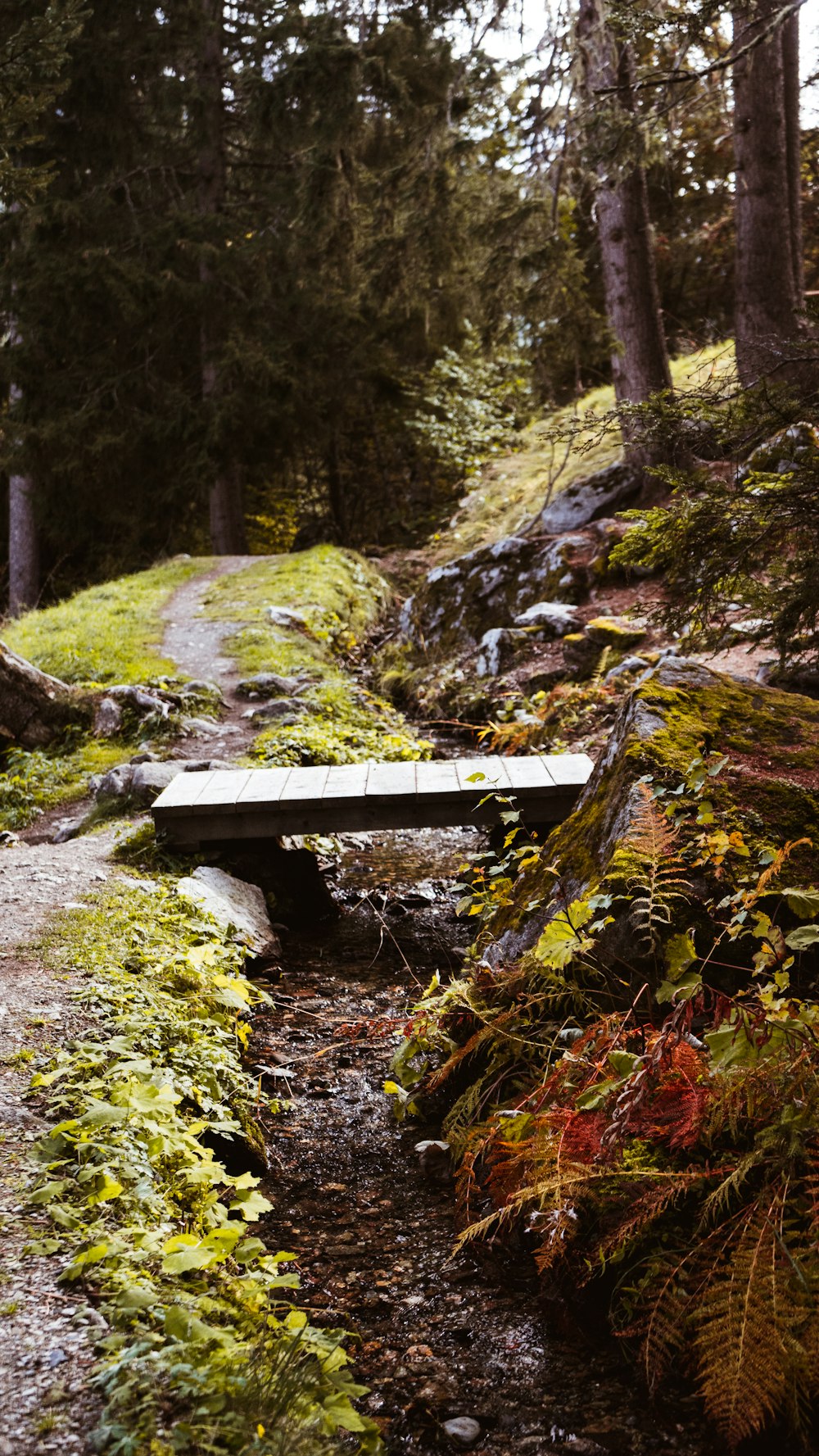 brown wooden bridge in forest during daytime