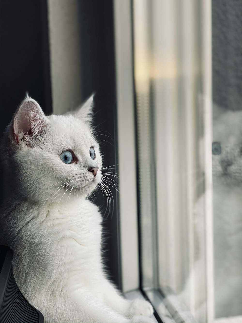 white cat looking out the window