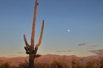 Tony of Tucson standing tall against a rugged desert backdrop at sunset, his long white beard catching the warm light.