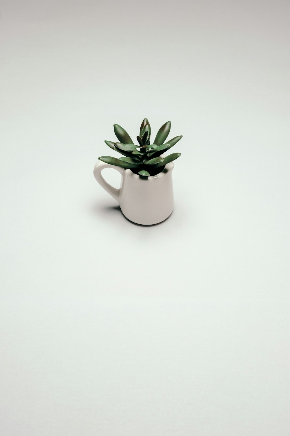 green plant in white ceramic pot