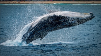 black and white whale tail on blue ocean water during daytime