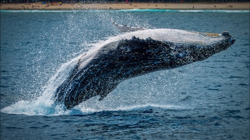 black and white whale tail on blue ocean water during daytime