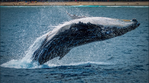 black and white whale tail on blue ocean water during daytime