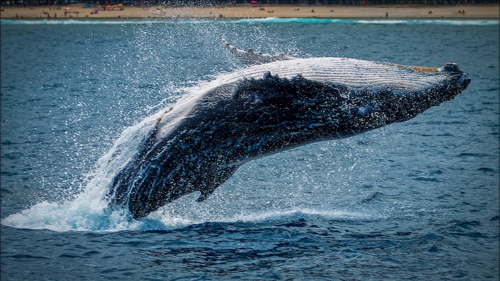 昼間の青い海に浮かぶ黒と白のクジラの尾