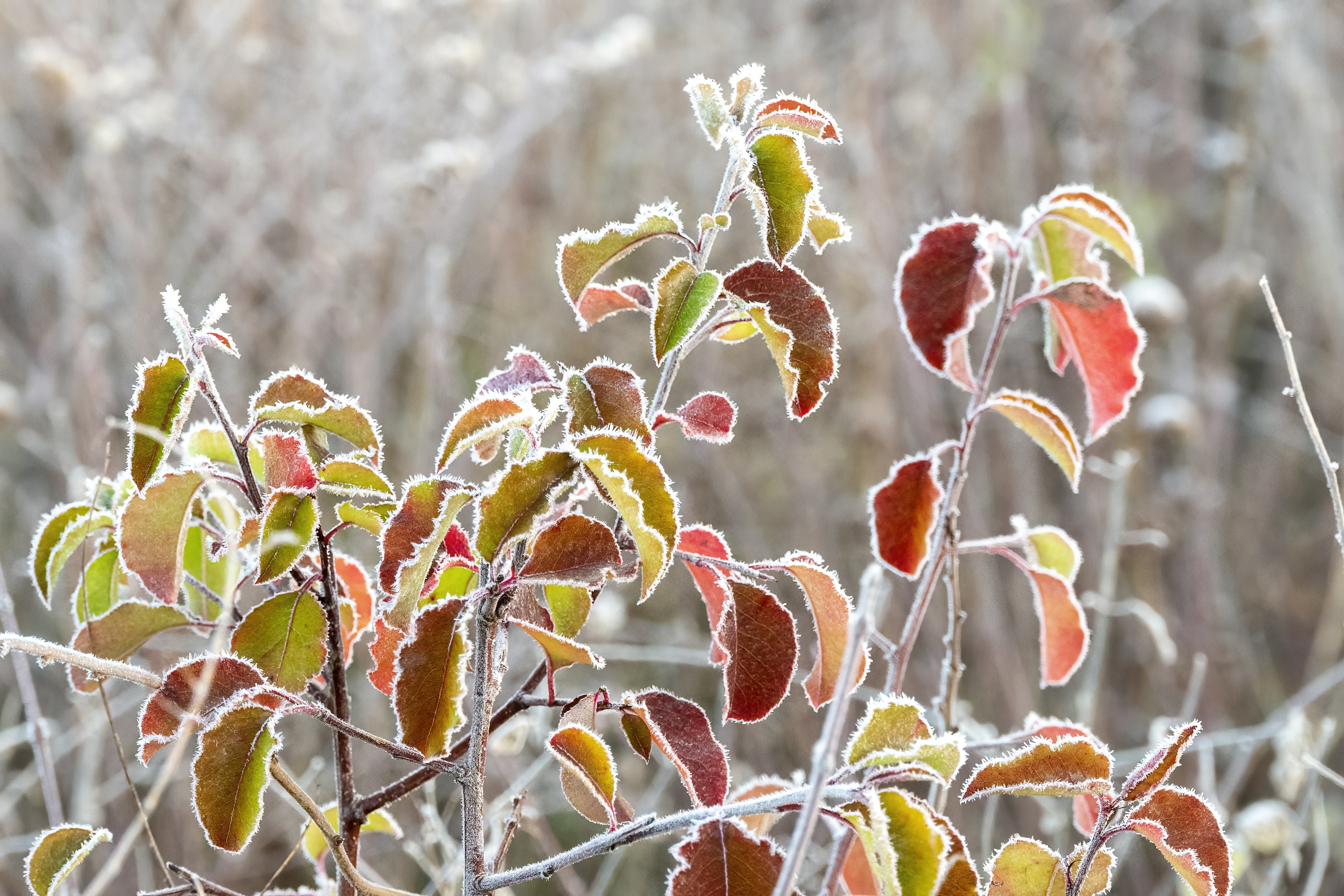 Photo by cholewinski