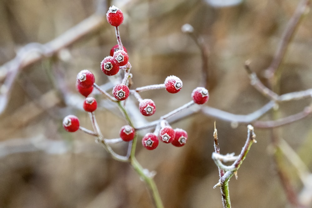 red round fruits in tilt shift lens