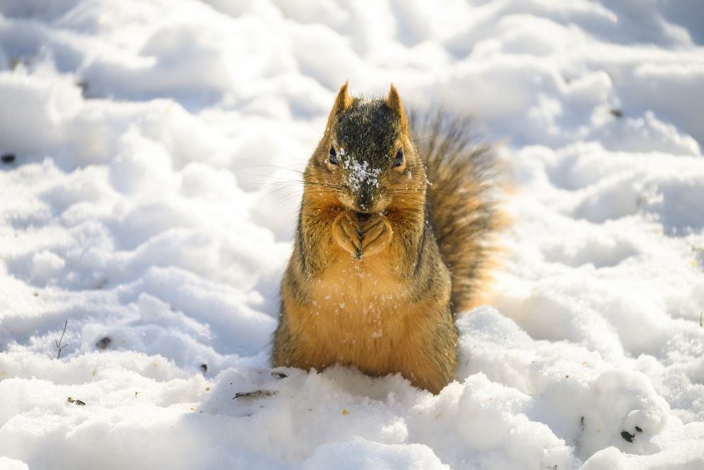 Braunhörnchen tagsüber auf schneebedecktem Boden