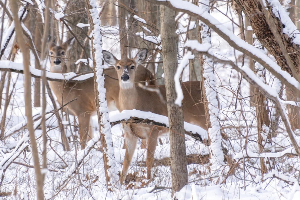 brown deer on snow covered ground during daytime