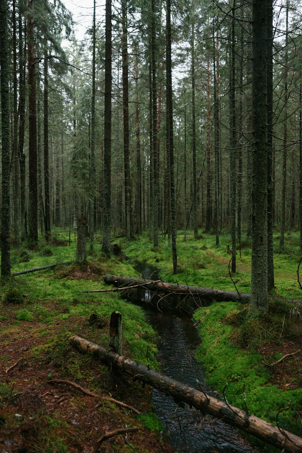 brown wooden bridge in the woods