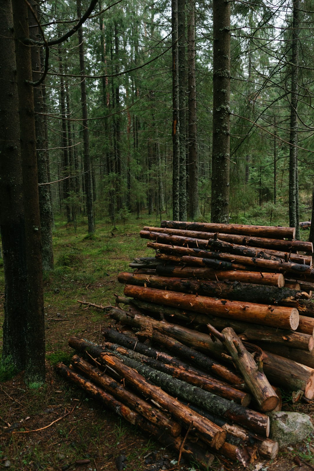 brown wood logs on green grass field