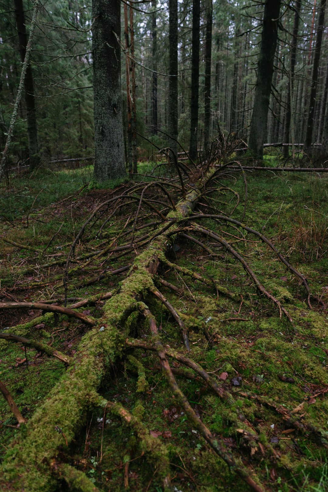 green moss on brown tree trunk