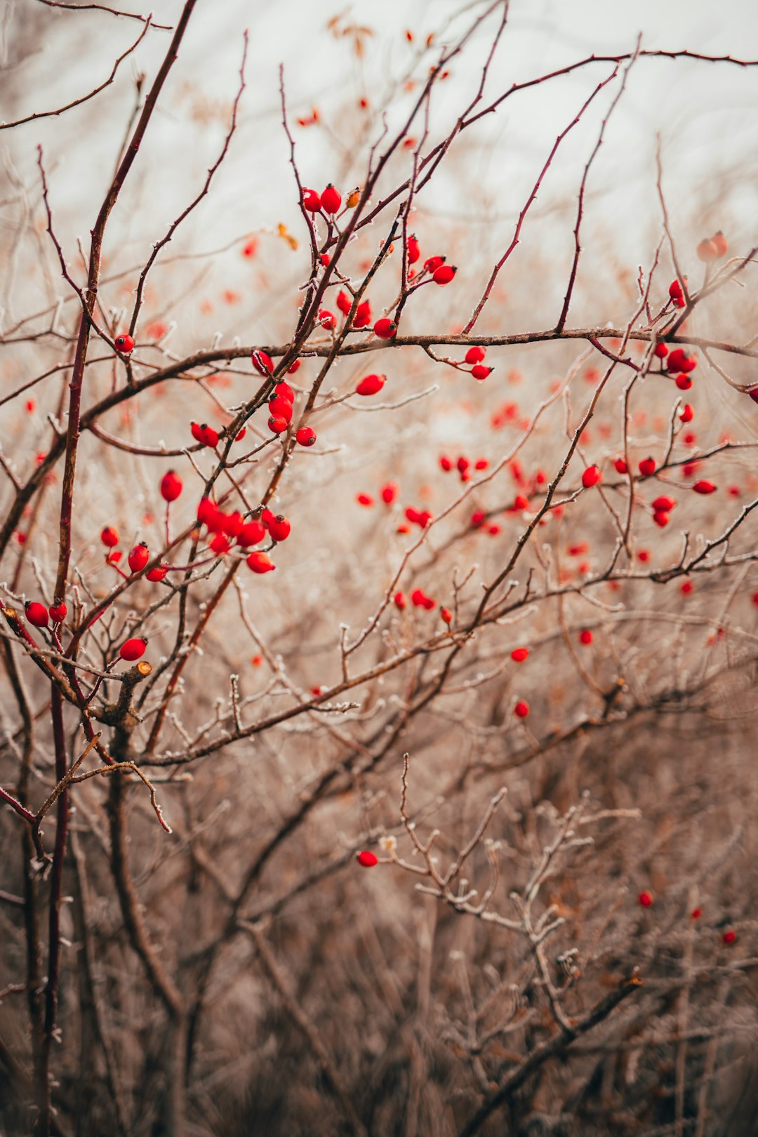 red round fruits on tree branch