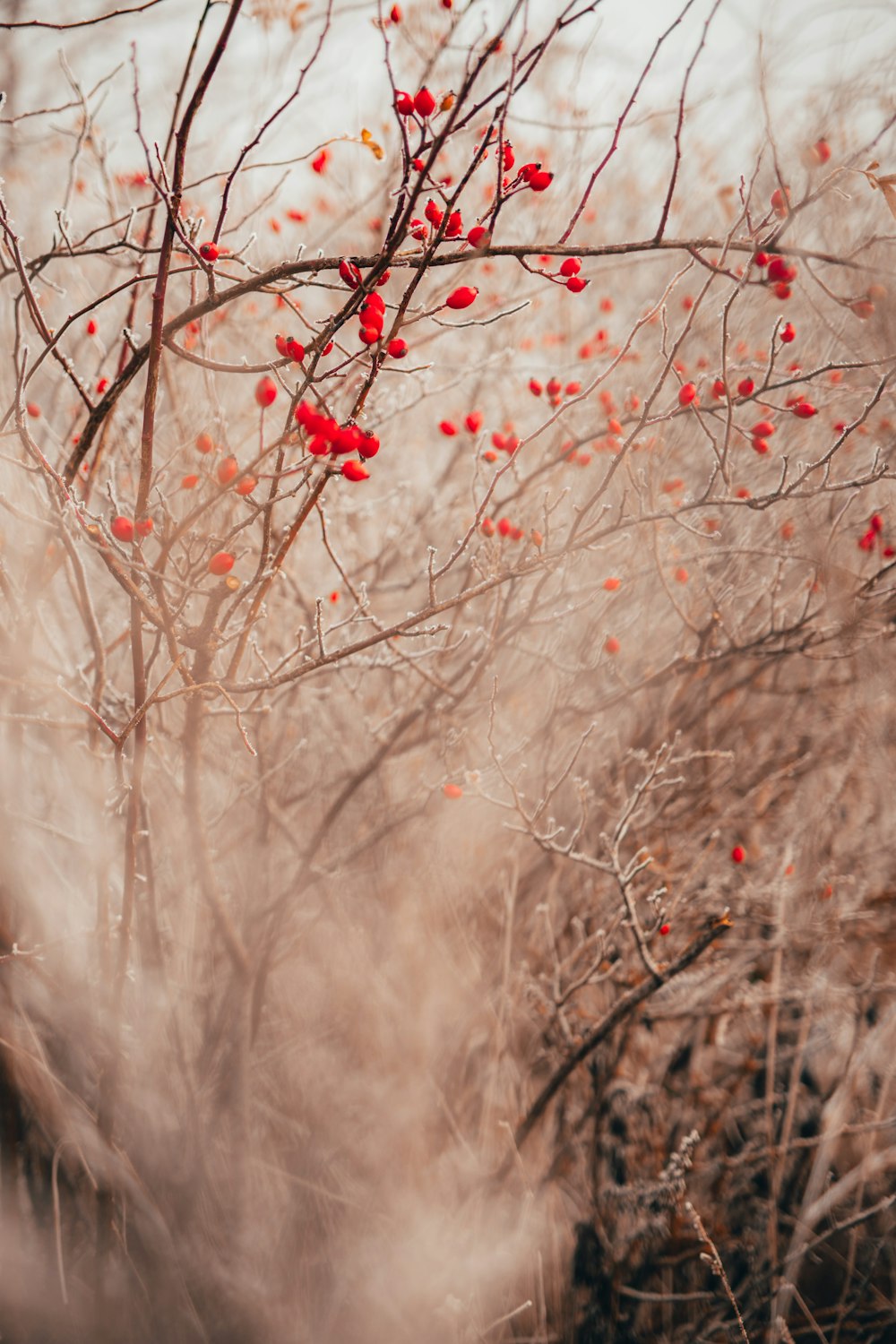茶色の木の枝に赤い花を咲かせる