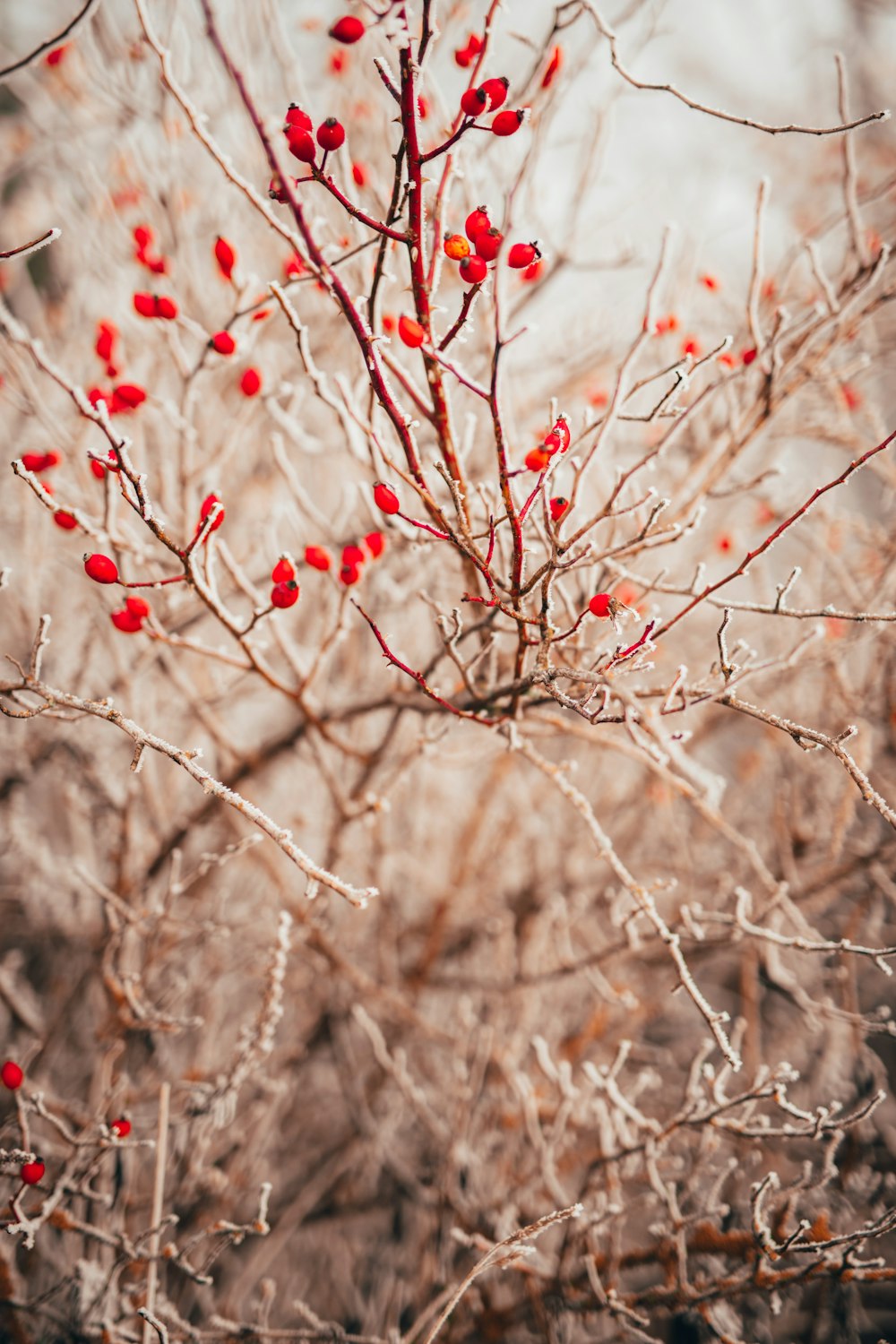 白と赤の花のつぼみ