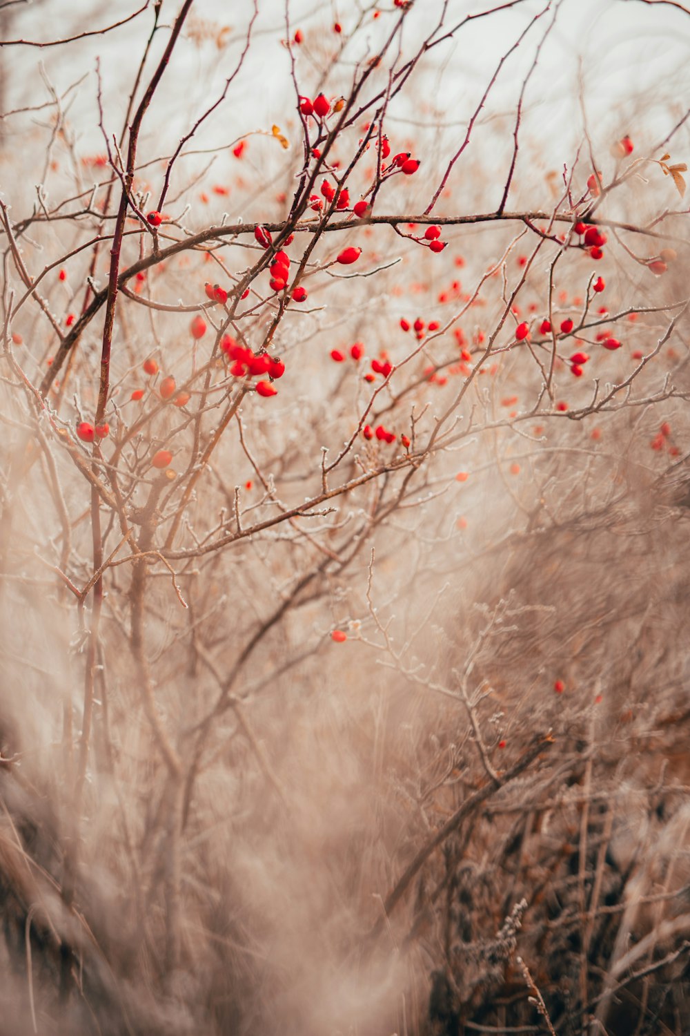 red flowers on brown tree branch