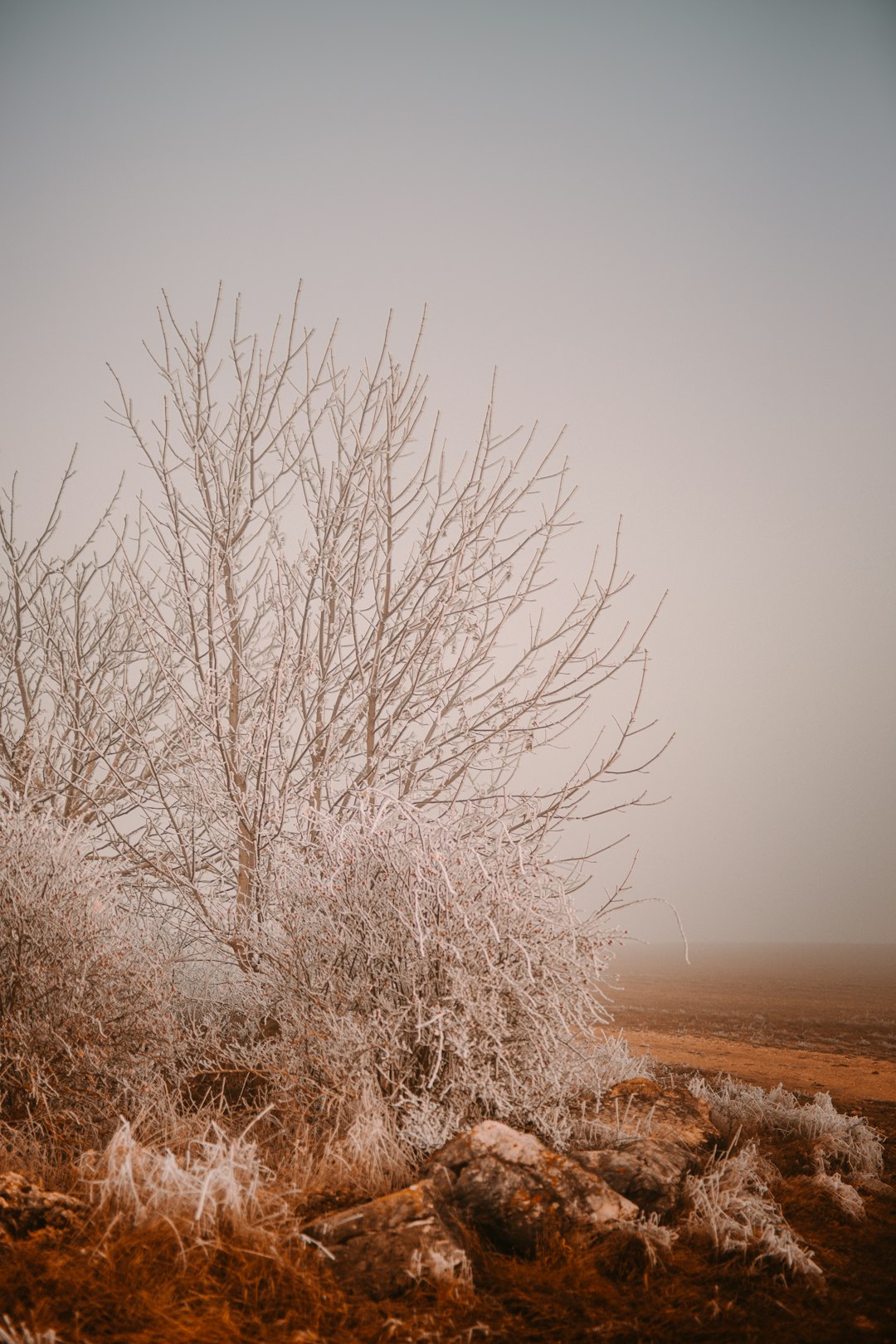 leafless tree on brown field