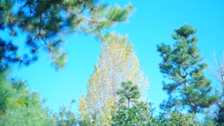 A serene outdoor scene with soft blue-gray skies and golden sunlight filtering through leafy trees, evoking calm and natural balance.
