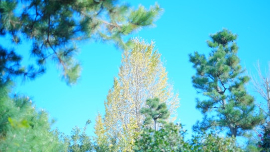 A serene landscape with tall trees reaching towards a clear blue sky. The foliage is vibrant, with lush green leaves and hints of yellow. Sunlight filters through the branches, creating a peaceful, natural scene.