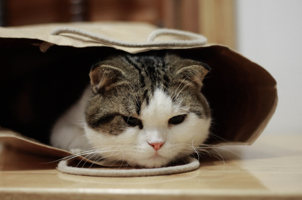 brown tabby cat on brown and white textile