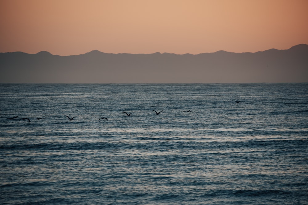 birds flying over the sea during daytime