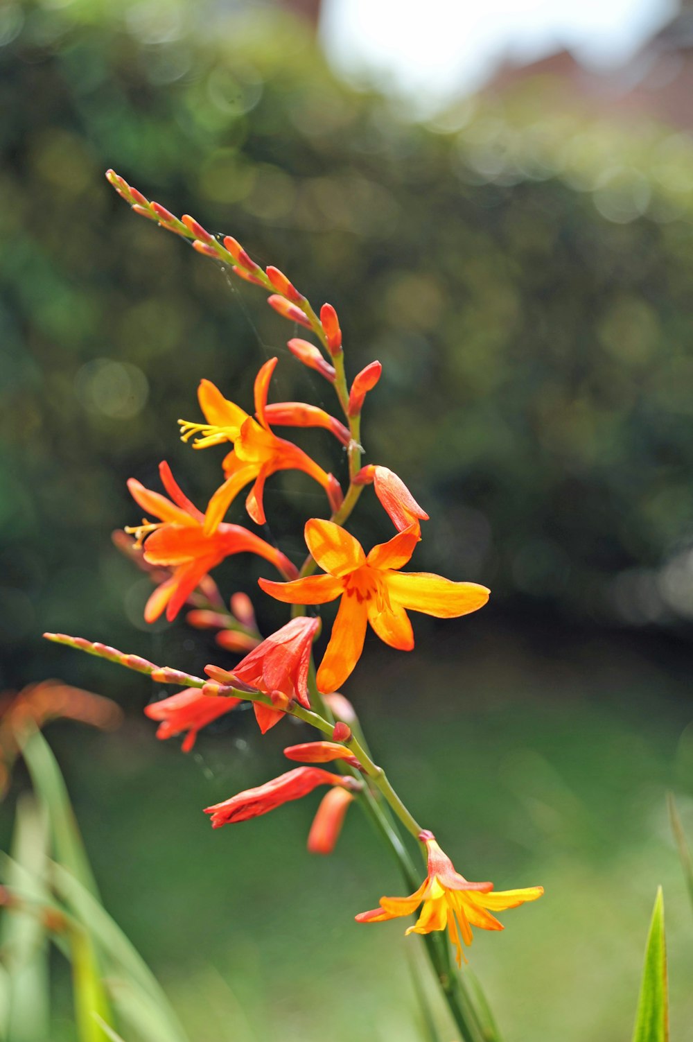 yellow and red flower in tilt shift lens