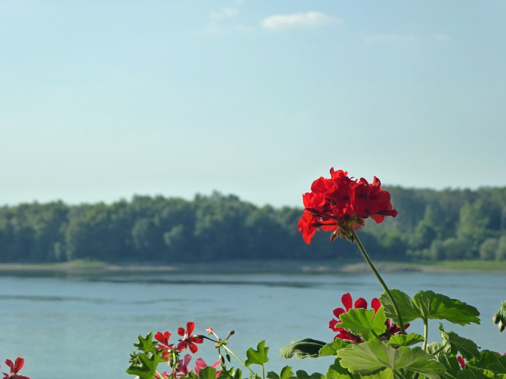 red rose in bloom near body of water during daytime