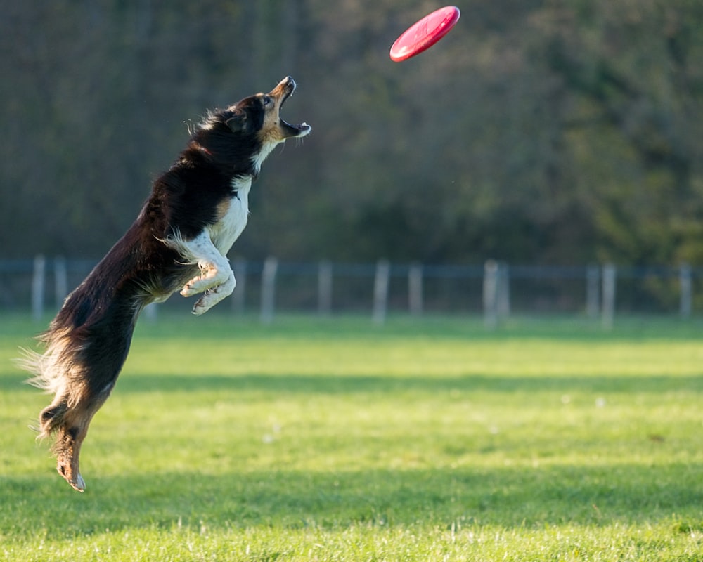 schwarz-weiß langhaariger Hund beißt rot-weißer Fußball auf grünem Rasenplatz während
