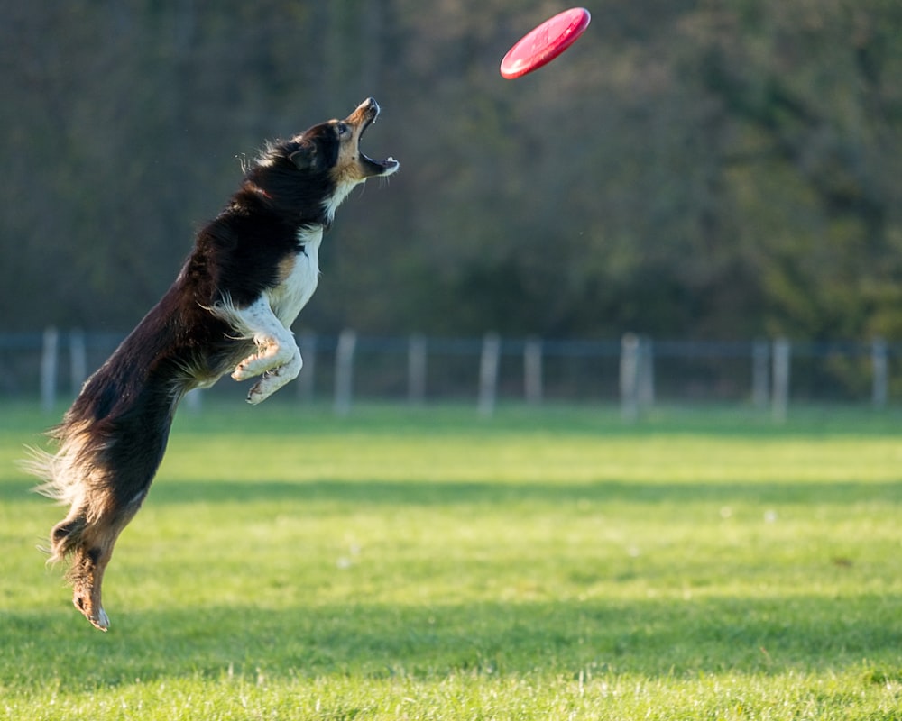 perro de pelo largo blanco y negro mordiendo fútbol rojo y blanco en el campo de hierba verde durante