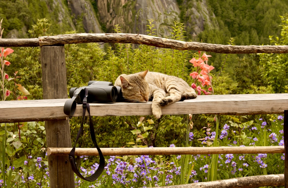 昼間、茶色の木製の柵に横たわるオレンジ色のぶち猫