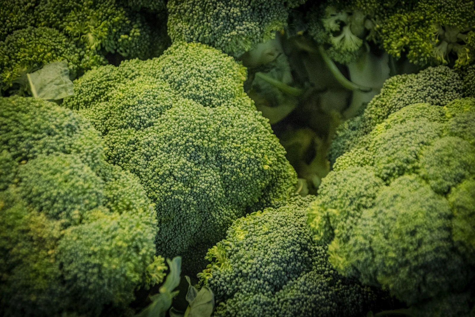 Broccolo nell’orto