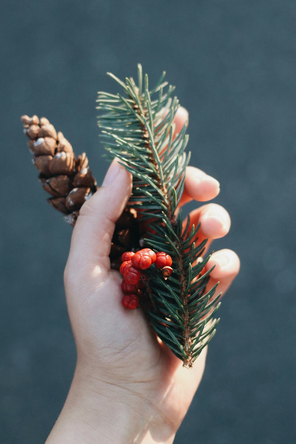 person holding brown pine cone with red round fruits