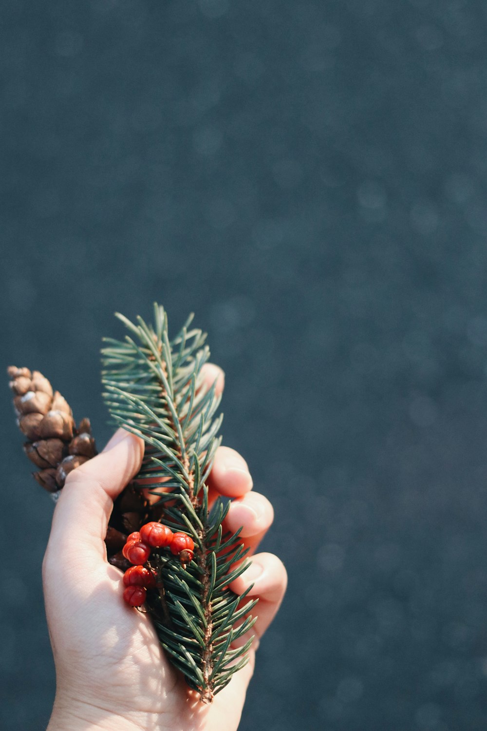 green pine tree with red round fruits