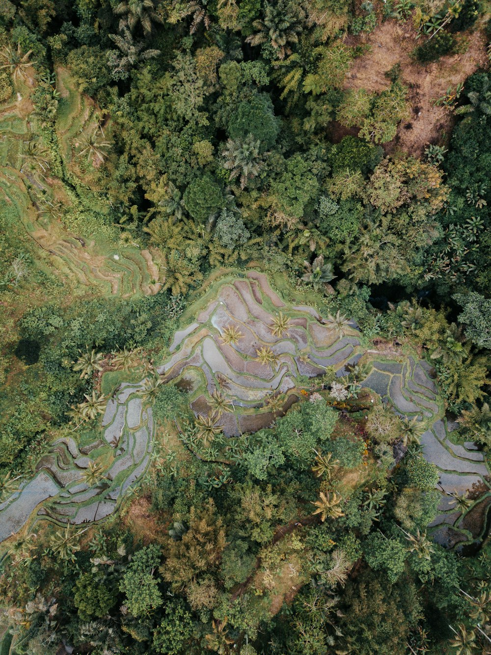 aerial view of green trees