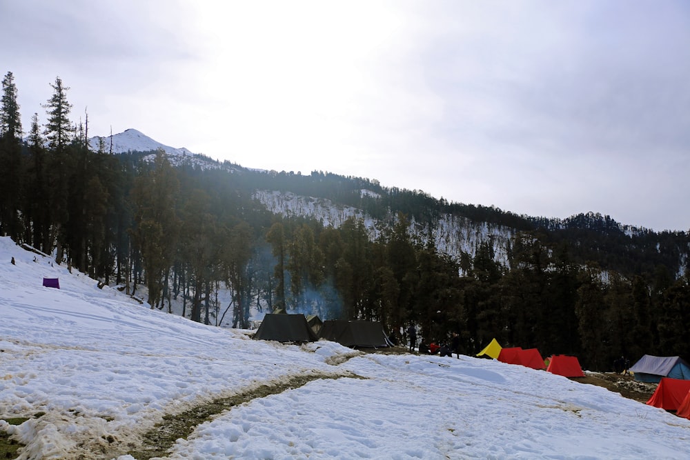 green pine trees on snow covered ground during daytime