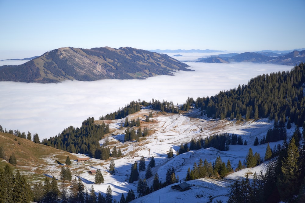 green trees on snow covered mountain during daytime