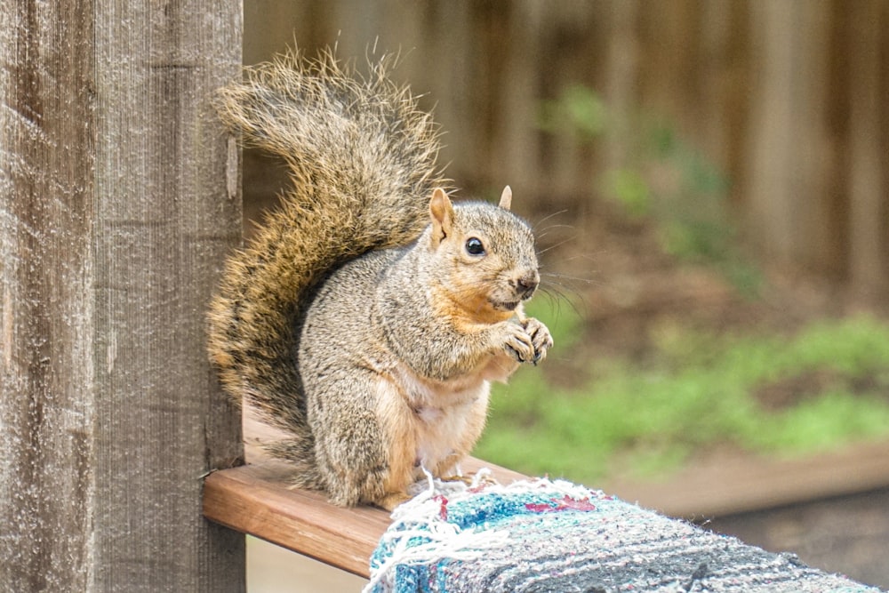 brown squirrel on brown wooden table during daytime