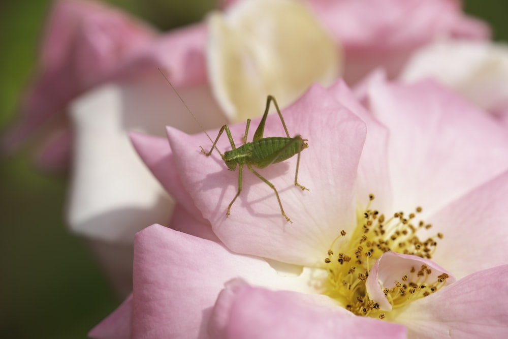 ピンクの花に緑のバッタ