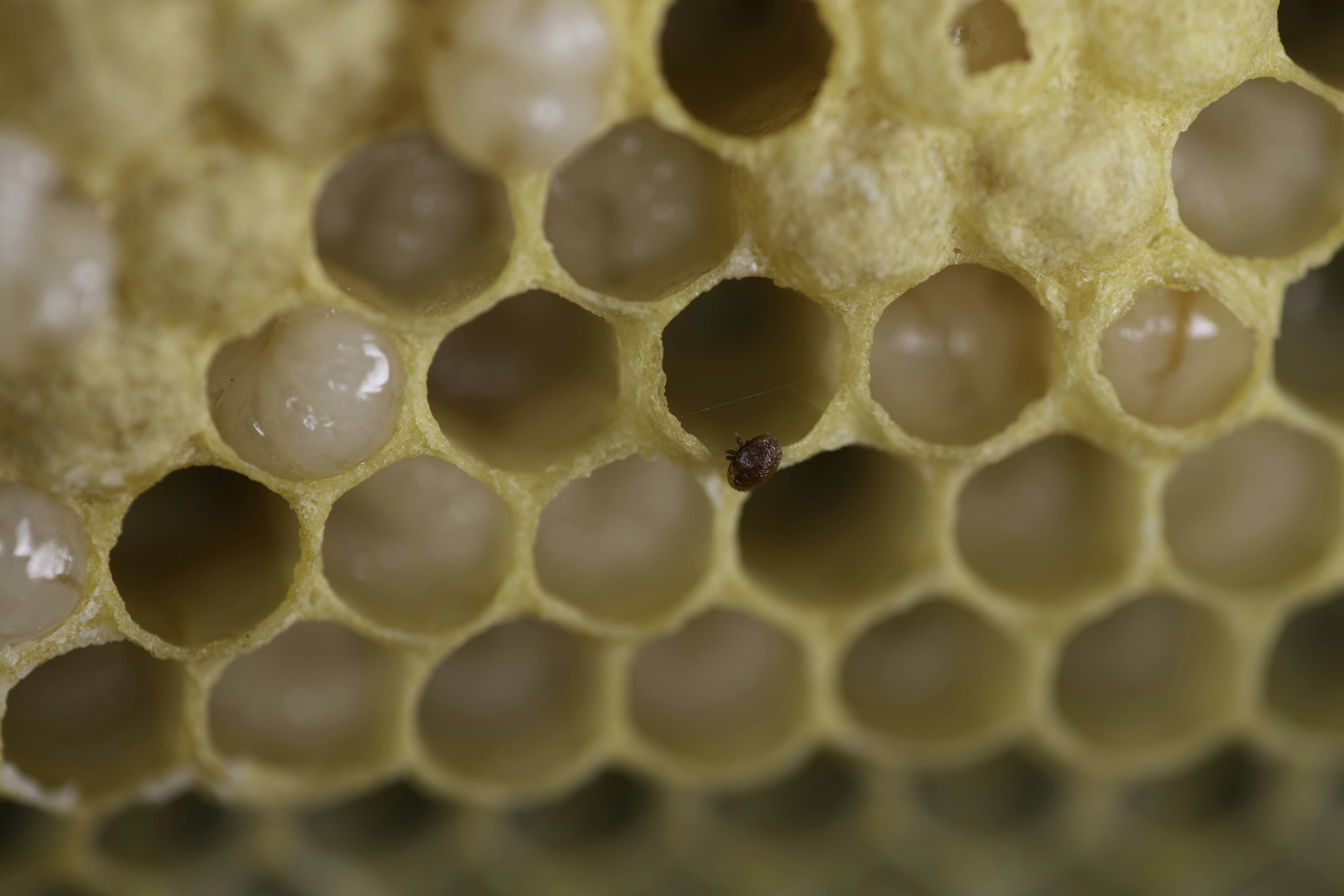 verroa mite emerging from honey comb