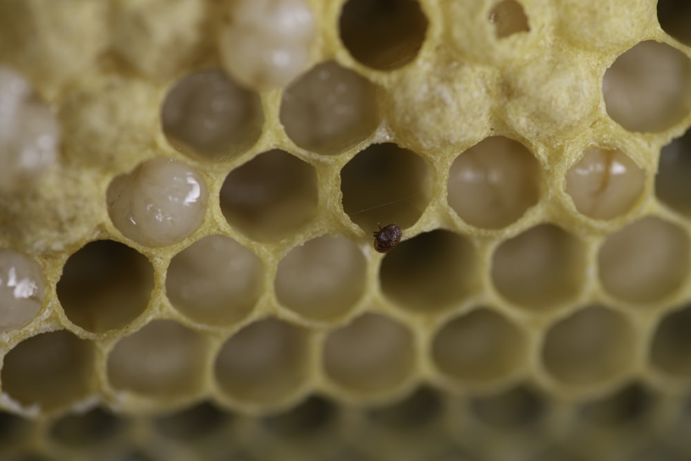 yellow and brown honey comb